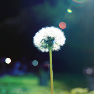 Dandelions