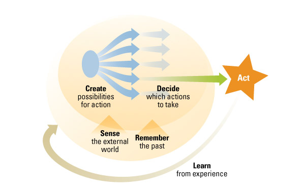 Basic Cognitive Processes